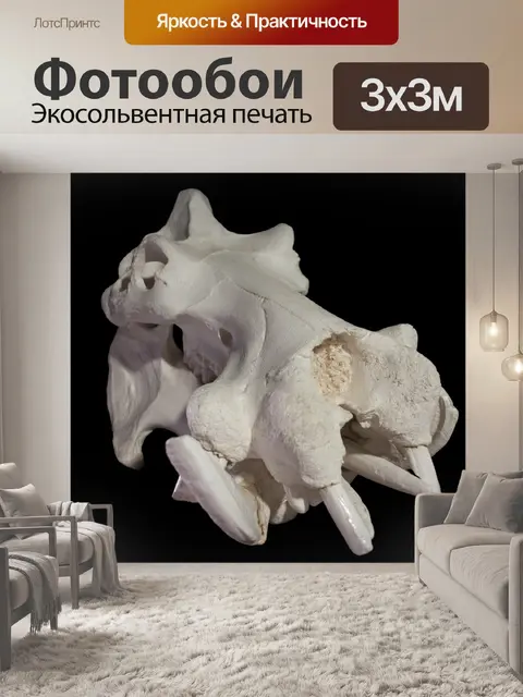 Фотообои Бегемот черепа