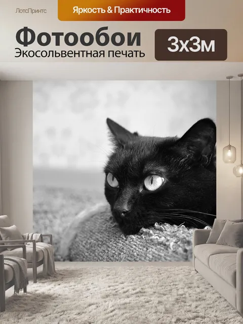 Фотообои Черный кот