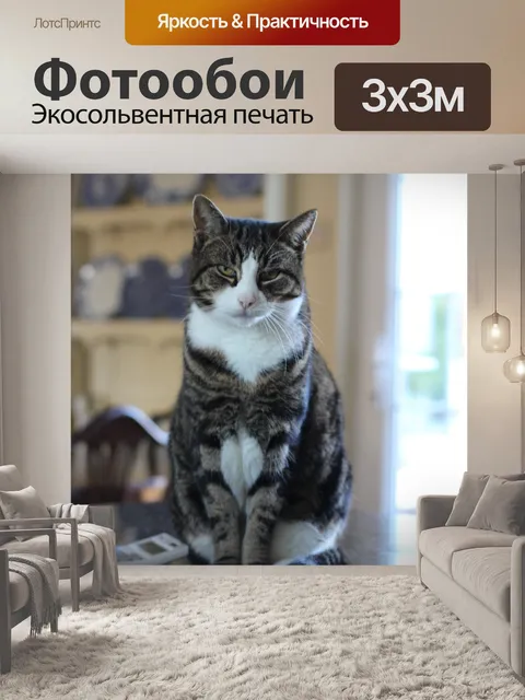 Фотообои Кот