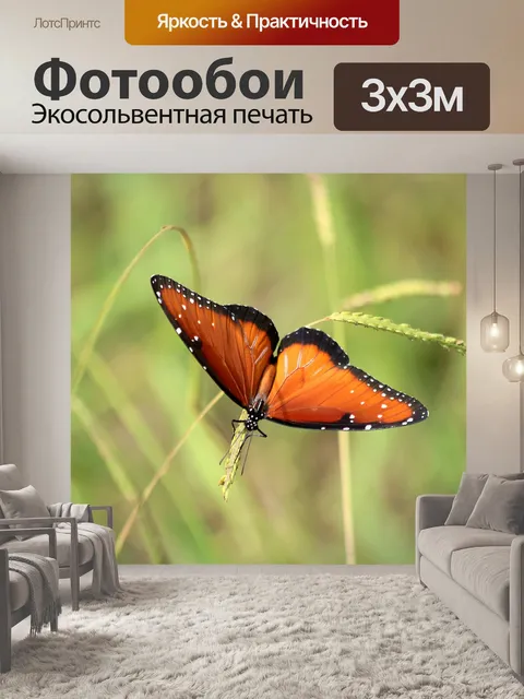 Фотообои Королева Бабочка Крупным планом