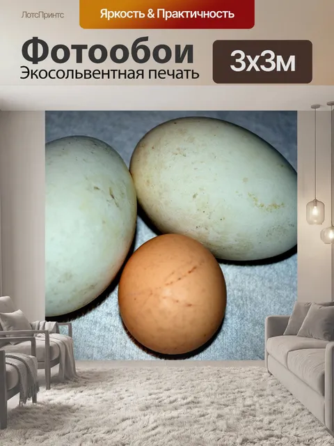 Фотообои Гусь и куриные яйца