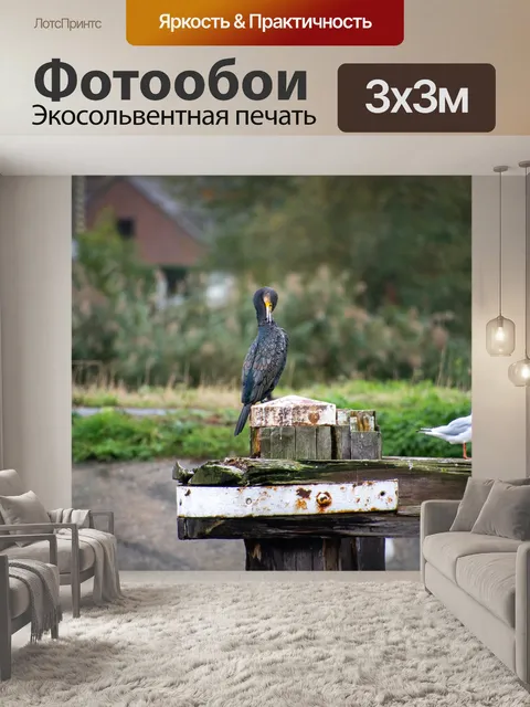 Фотообои Баклан, птица
