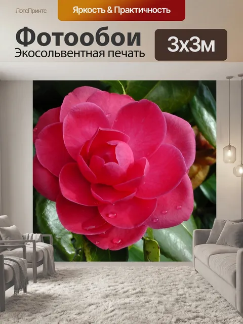 Фотообои Красный цветок с дождем Капельки