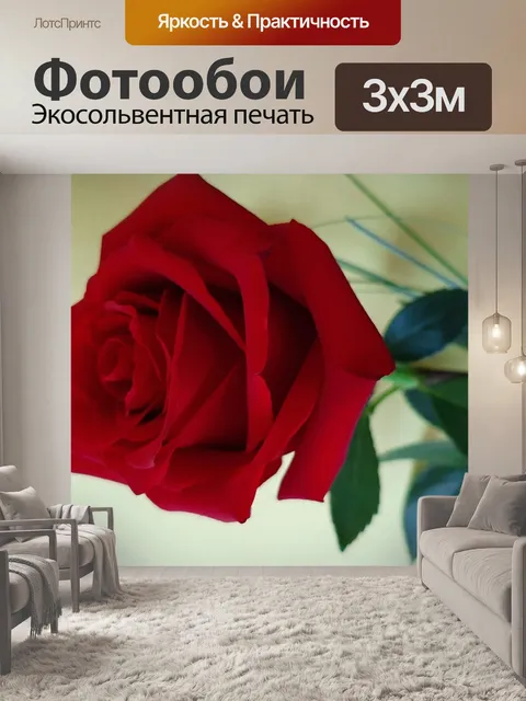 Фотообои Цветущая роза