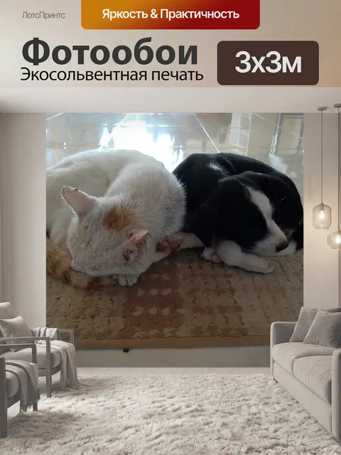 Фотообои Кошка и собака