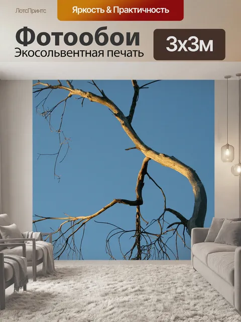 Фотообои голые дерево в солнечном свете
