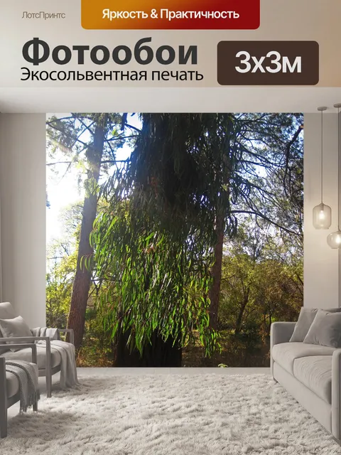Фотообои солнечный луч на эвкалипте
