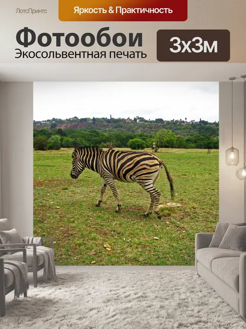 Фотообои зебра Берчелла, идущая по траве