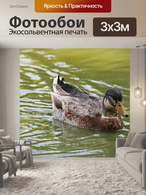 Фотообои кряквы на пруду
