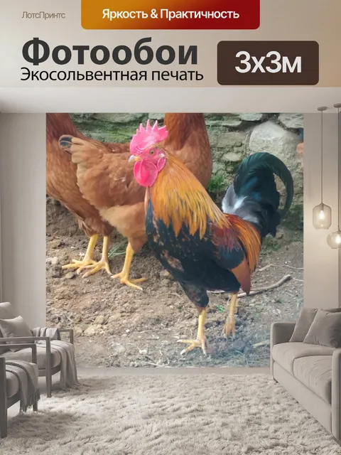 Фотообои Коричневый петух