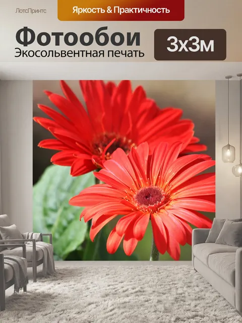 Фотообои Две оранжевые герберы крупным планом