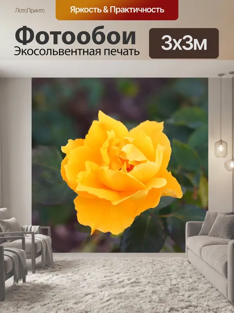 Фотообои Желтая роза цветение