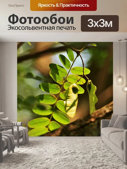 Фотообои Tipuana дерево один лист