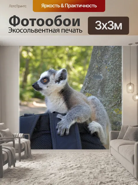 Фотообои Кошачий лемур 17