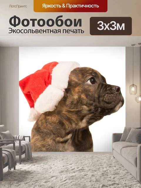 Фотообои Бульдог