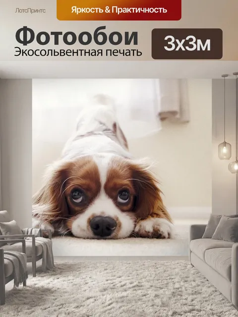 Фотообои Кавалер кинг чарльз спаниель