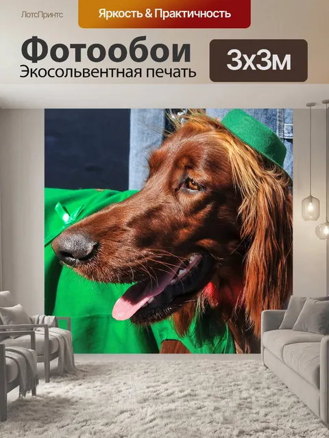 Фотообои Ирландский красный сеттер