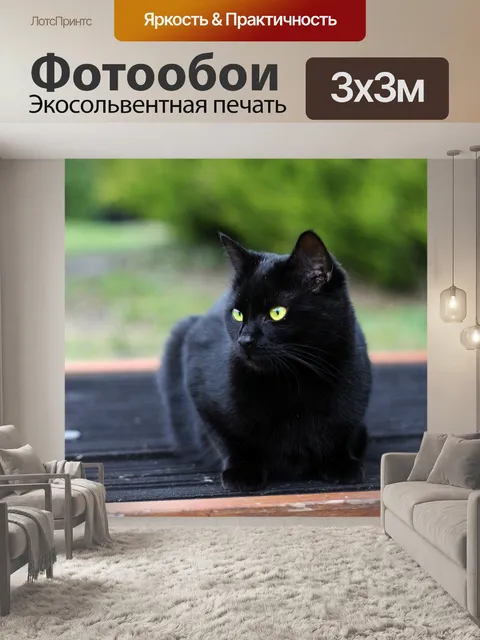 Фотообои Черный кот