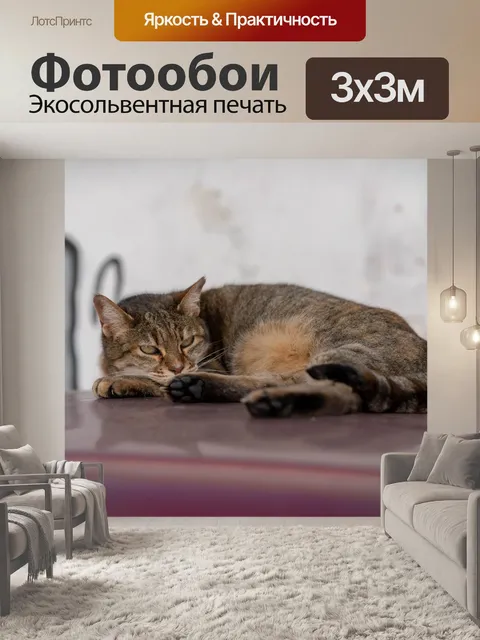 Фотообои Кот