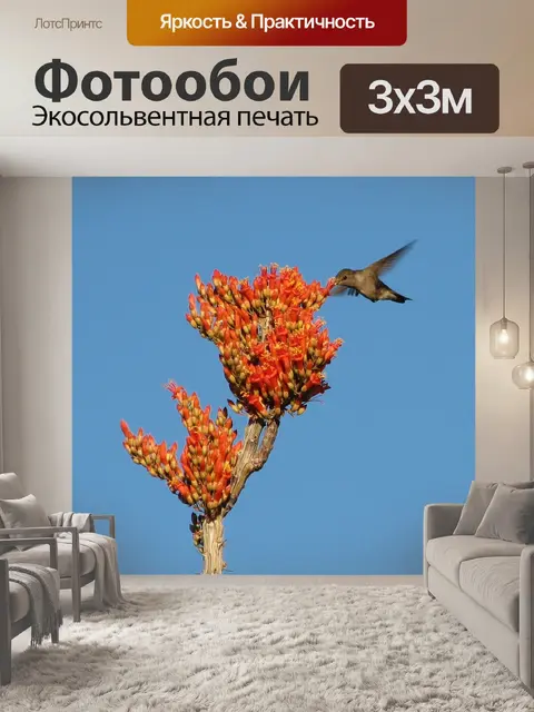 Фотообои Колибри