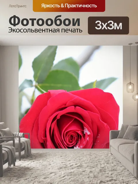 Фотообои Красная роза в снегу
