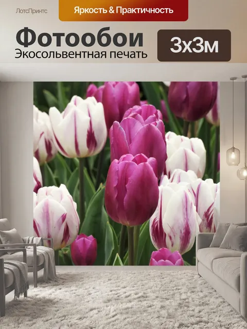 Фотообои Фиолетовые и белые тюльпаны крупным план