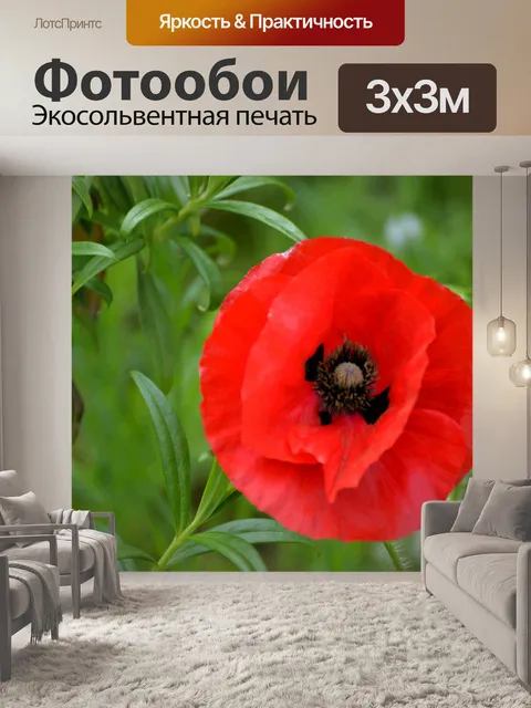 Фотообои Красивый цветок мака