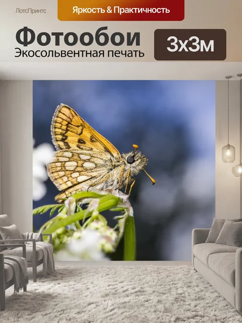 Фотообои Клетчатый шкипер
