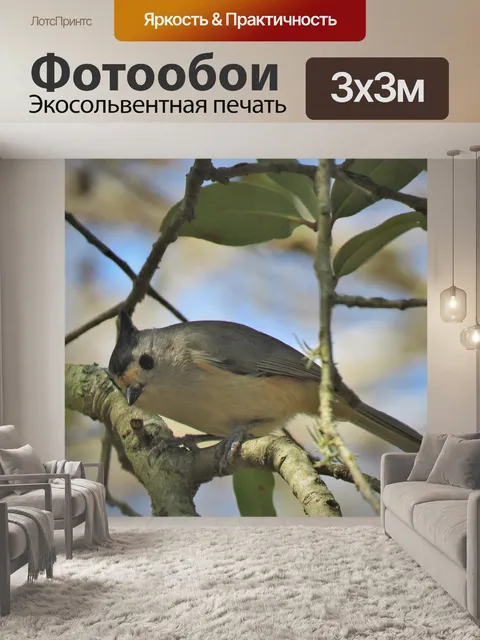 Фотообои Птица