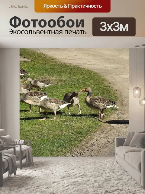 Фотообои Дикие гуси