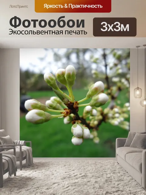 Фотообои Красная слива Почки