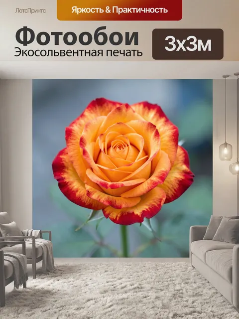 Фотообои Оранжевая роза с красной каймой