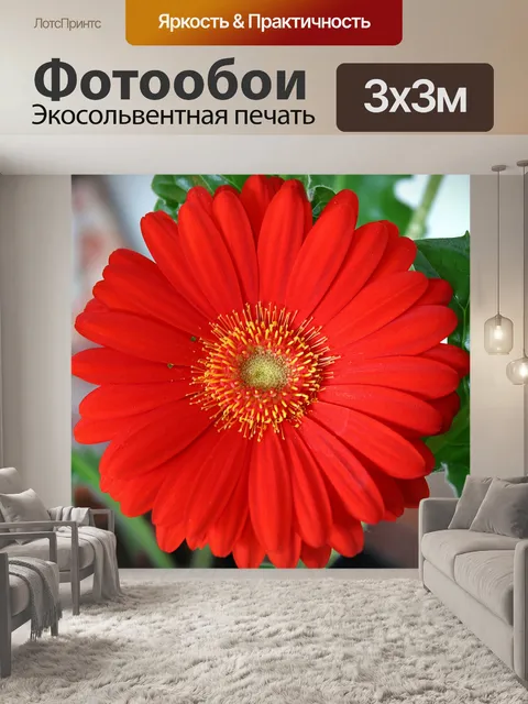 Фотообои Красный Гербер Дейзи Крупный план