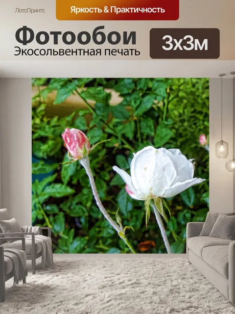 Фотообои Белая роза и розовый бутон розы