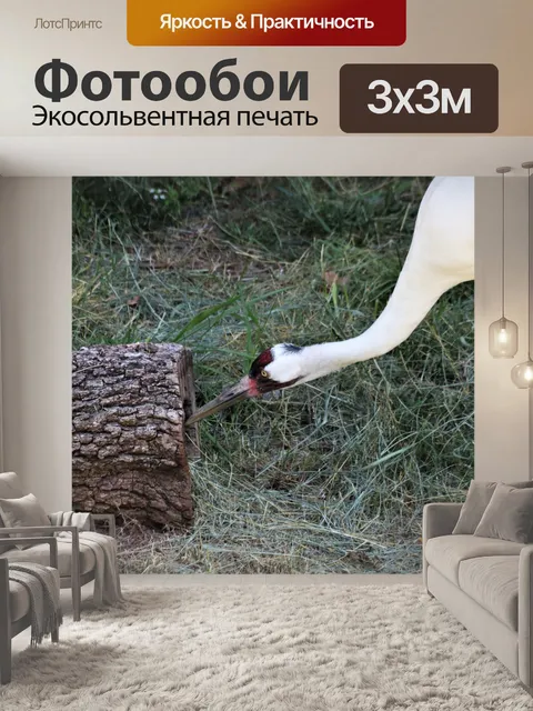 Фотообои Американский журавль смотрит в бревно