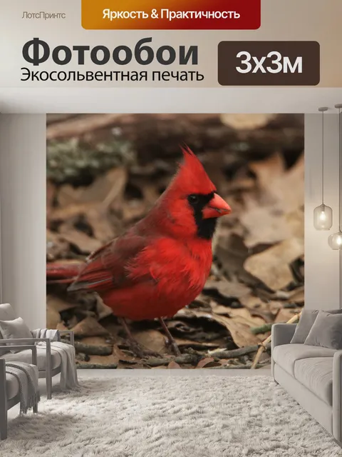 Фотообои Северный кардинал на земле