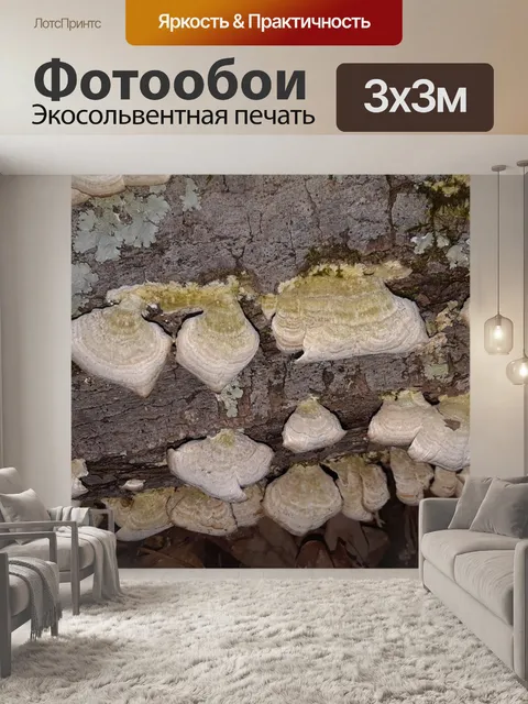 Фотообои Грибы на стволе упавшего дерева