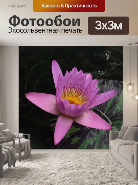 Фотообои Водяная лилия