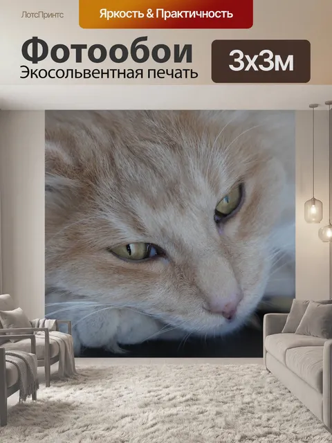 Фотообои Норвежская лесная кошка