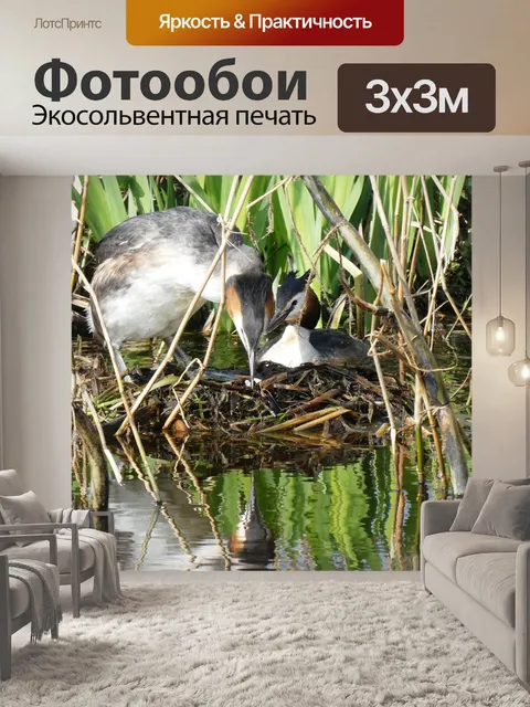 Фотообои Поганка