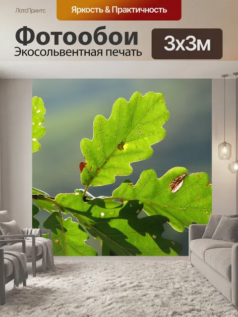 Фотообои Дубовые листья