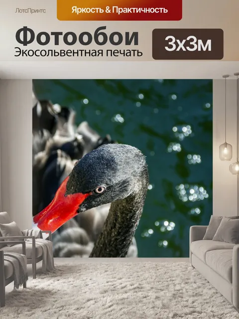 Фотообои Черный лебедь