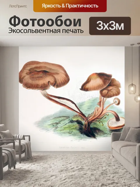 Фотообои Грибы винтаж арт старый