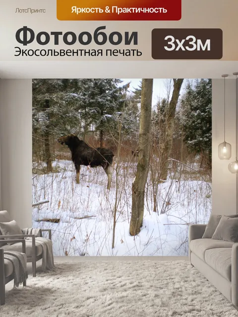 Фотообои Американский лось