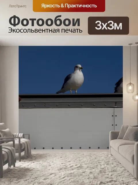 Фотообои Чайки на полу грузовик