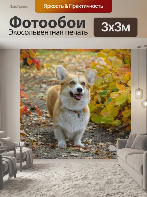 Фотообои Корги