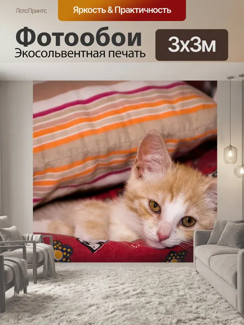Фотообои Котенок