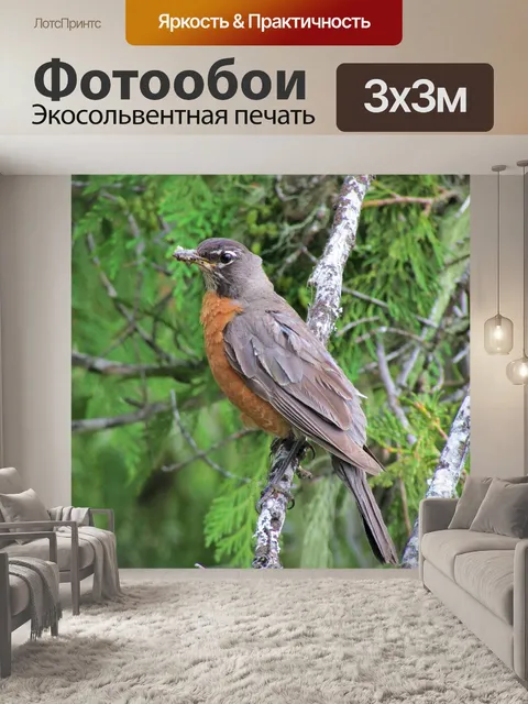 Фотообои Американский малиновка