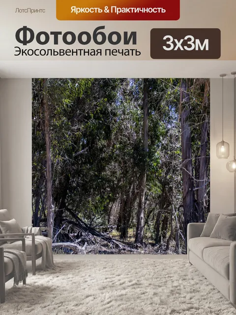 Фотообои эвкалиптовые деревья