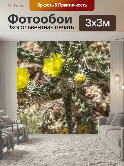Фотообои Кактус